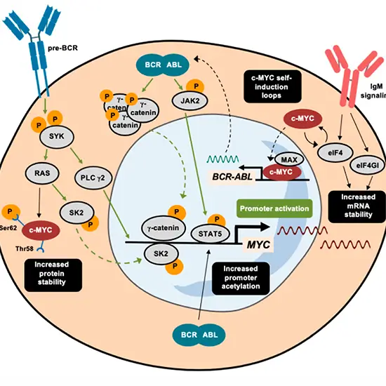 b-cell rearrangement detection test